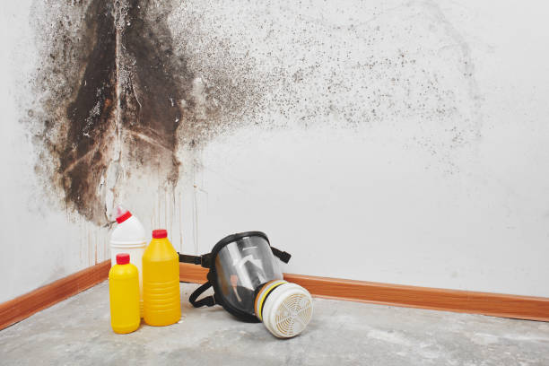 Best Black Mold Removal  in Shanor Northvue, PA