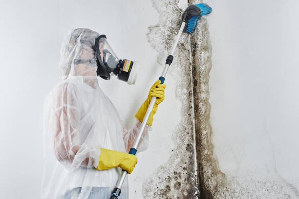 Best Local Mold Removal Service  in Shanor Northvue, PA