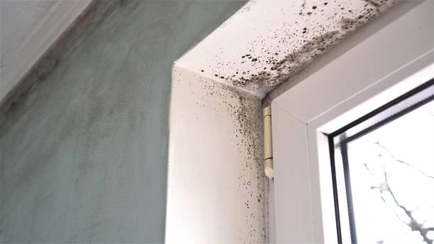 Best Toxic Mold Removal  in Shanor Northvue, PA