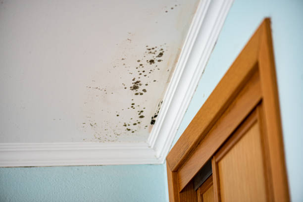 Best Same-Day Mold Removal  in Shanor Northvue, PA