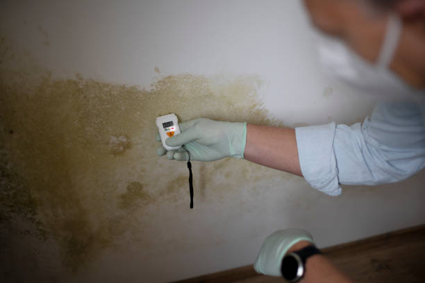 Best Local Mold Removal Service  in Shanor Northvue, PA