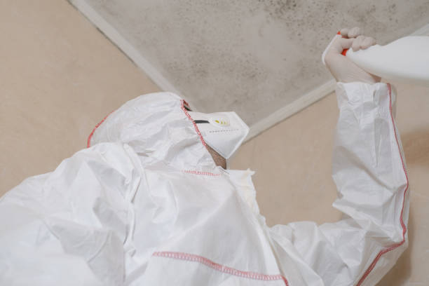 Best Fast Mold Removal  in Shanor Northvue, PA