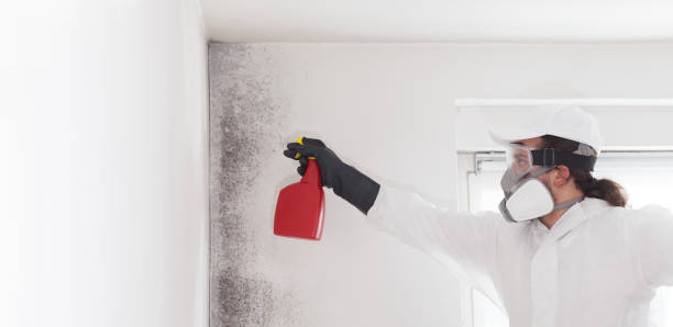 Best Professional Mold Removal  in Shanor Northvue, PA