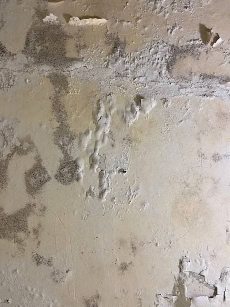 Best Certified Mold Removal  in Shanor Northvue, PA