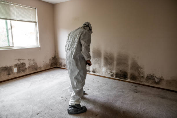 Best Mold Testing  in Shanor Northvue, PA