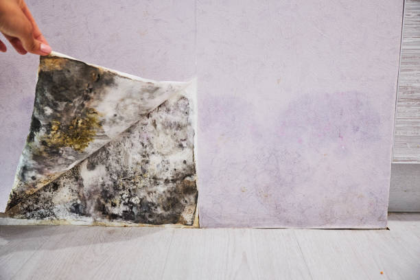 Certified Mold Removal in Shanor Northvue, PA